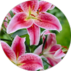 Profile photo of Carol hagan