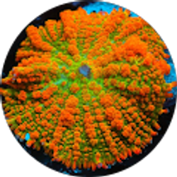 Profile photo of Angelis Matos