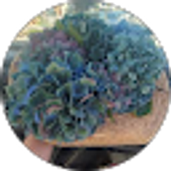 Profile photo of Rosa Arredondo