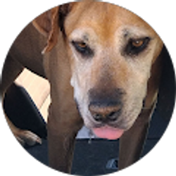 Profile photo of Charles Bronson