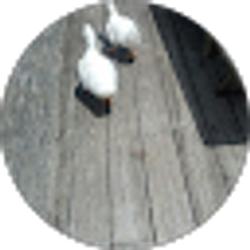 Profile photo of Anita Laslo