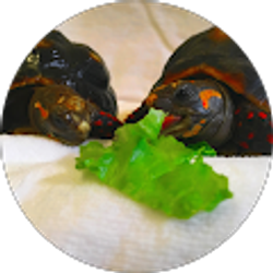 Profile photo of Hudson P