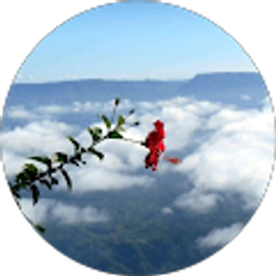 Profile photo of Sultana Zaman