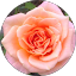Profile photo of Beth Nelson