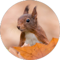 Profile photo of R. Jacoby