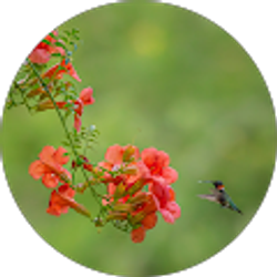 Profile photo of Larry Mammone