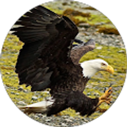 Profile photo of Bill Neyen