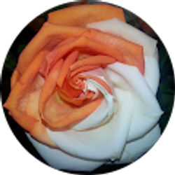 Profile photo of Gershia Coggs