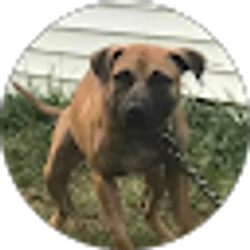 Profile photo of B.t.p Kennels