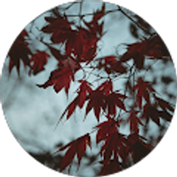 Profile photo of Alex