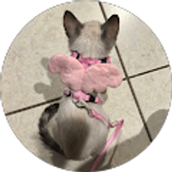 Profile photo of Daniella Sanchez (Dani)