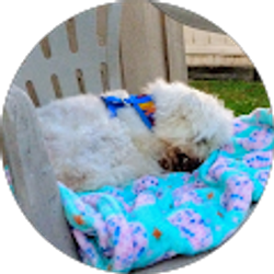 Profile photo of Cassidy Kreitner