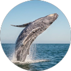 Profile photo of Cici Nikov