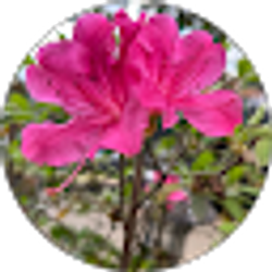 Profile photo of Brittani Garduno