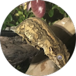 Profile photo of Joseph L