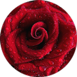 Profile photo of Nancy H