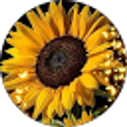 Profile photo of Tammy Touchette