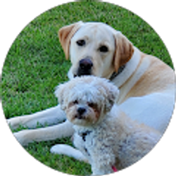 Profile photo of Steven Teixeira