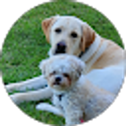 Profile photo of Steven Teixeira