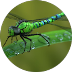 Profile photo of Dragonfly