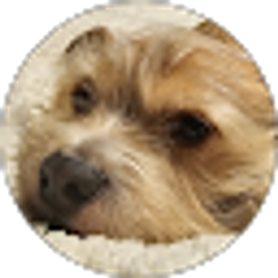 Profile photo of Kristoff Stein