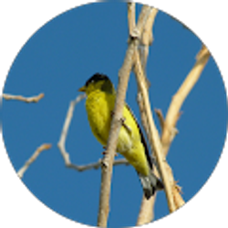 Profile photo of Joseph Mahoney