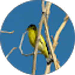 Profile photo of Joseph Mahoney