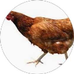 Profile photo of mountebank 520