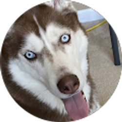 Profile photo of Tiberius The Siberian Husky