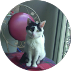 Profile photo of sadiethecat