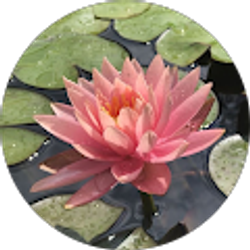 Profile photo of erica miranda