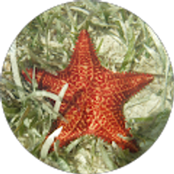 Profile photo of Candace Nocera