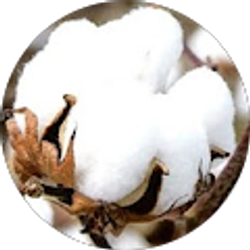 Profile photo of Stephen Johnson