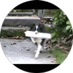 Profile photo of Joe DeLellis