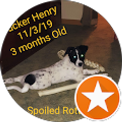 Profile photo of ArmyVet G