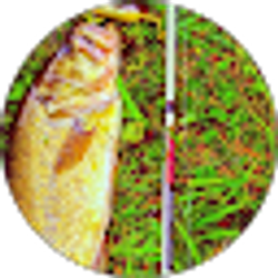 Profile photo of Austin Coalson