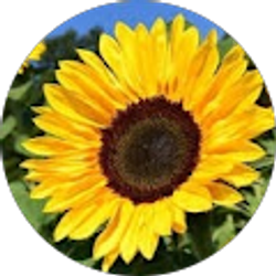 Profile photo of Katie Castello