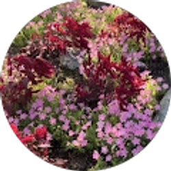 Profile photo of Evelyn L. Cano