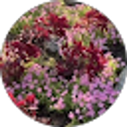 Profile photo of Evelyn L. Cano