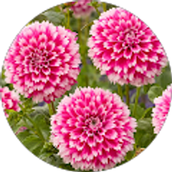 Profile photo of Sandra Love