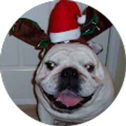 Profile photo of KC Schini