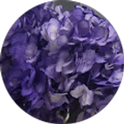 Profile photo of irma salas