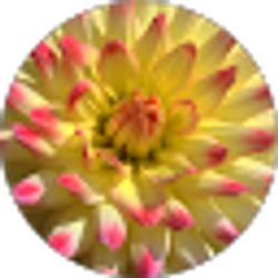 Profile photo of Donna Naas