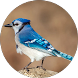 Profile photo of Jaquan Edwards