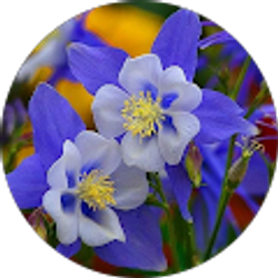 Profile photo of Kimberly Hidalgo