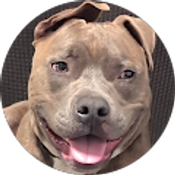 Profile photo of Tristin McMahan