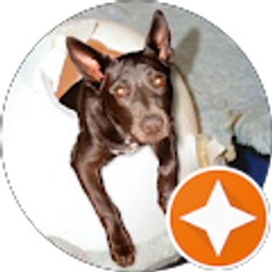 Profile photo of Sonya Lu