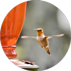 Profile photo of Audrey Gauna