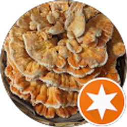 Profile photo of Norm Prince