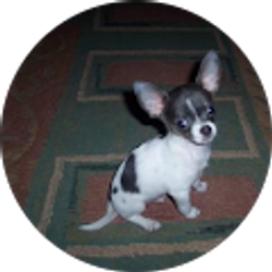 Profile photo of Pongoman Pongoman